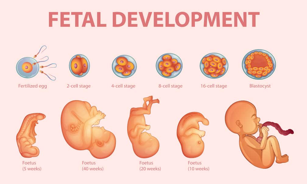 Abortion is refuted by modern science that show the stages of life from conception until birth. Graphic created by "brgfx"
